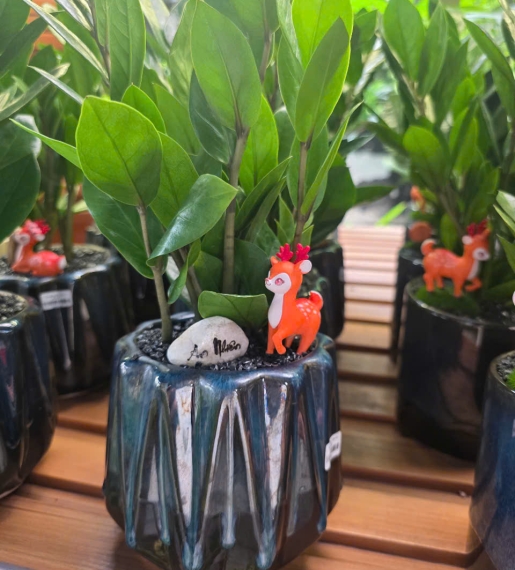 Kim Tiền MINI
