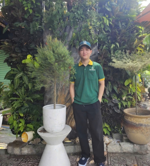 Cây Tùng Dạ Quang