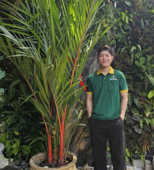 Cây Cau Đỏ