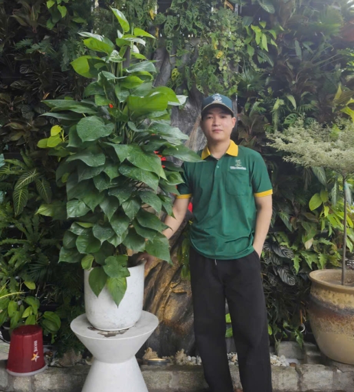 Trầu Bà Leo Cột