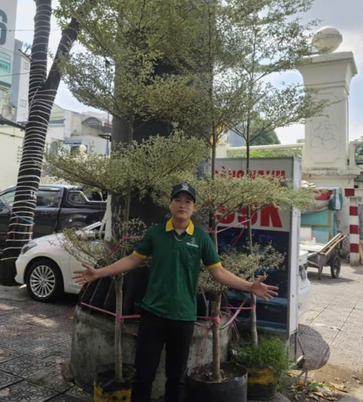 Cây Bàng Cẩm Thạch