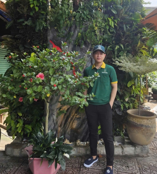 Cây Dâm Bụt
