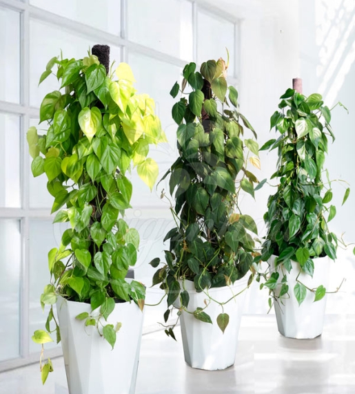 CÂY TRẦU BÀ CỘT