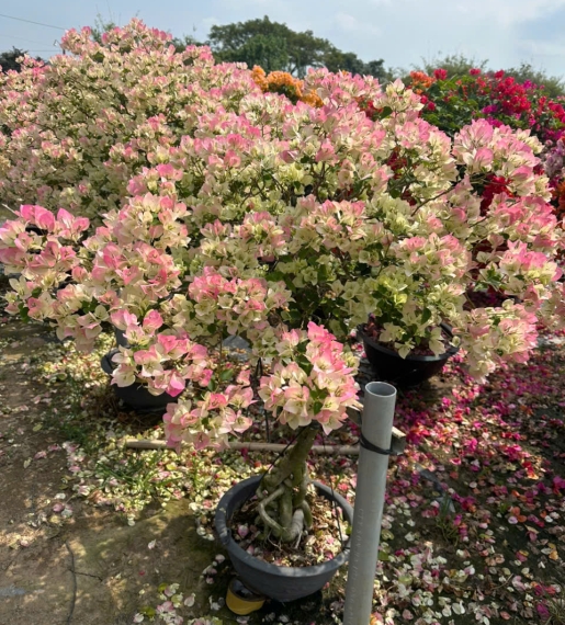 Cây Bông Giấy Sakura
