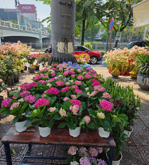 Cẩm tú cầu nhiệt đới