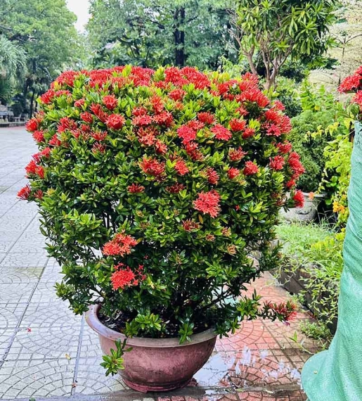 Cây Bông Trang Tán Tròn