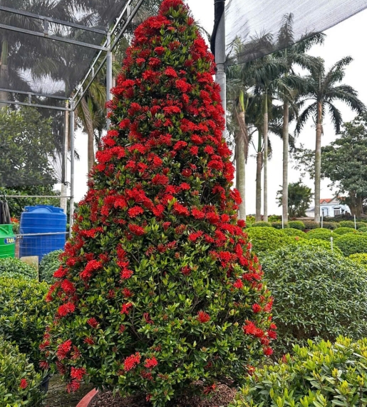 Cây Bông Trang