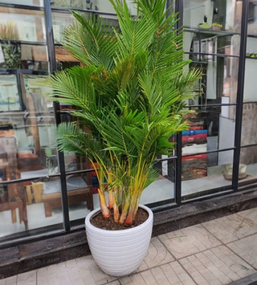  Cây cau lụa
