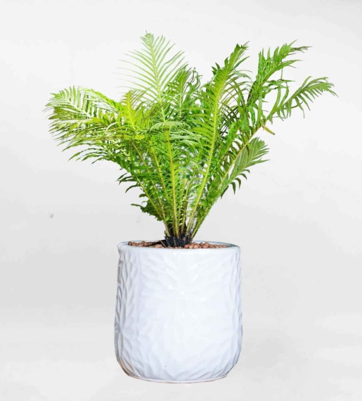 Dương xỉ khổng tước