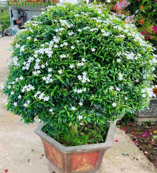Mai Vạn Phúc