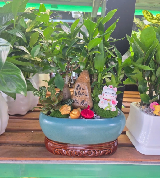 Cây Phát Tài Mix