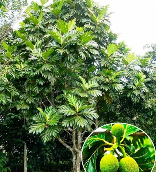 CÂY SA KÊ