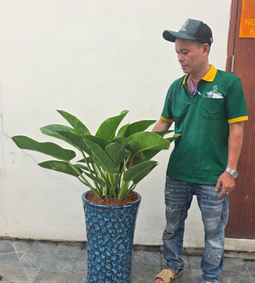 Đế vương xanh