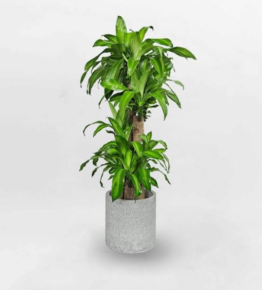 CÂY PHÁT TÀI BỘ