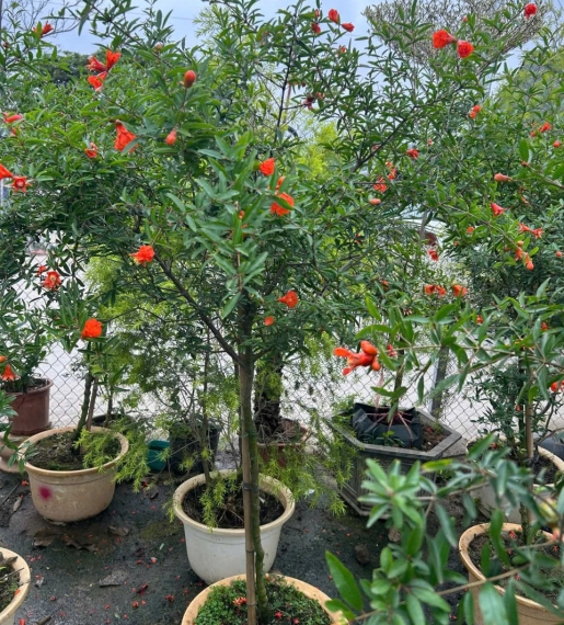 Cây Lựa Đỏ Ấn Độ