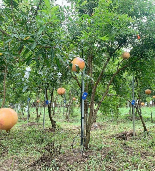 Cây Lựu ấn độ