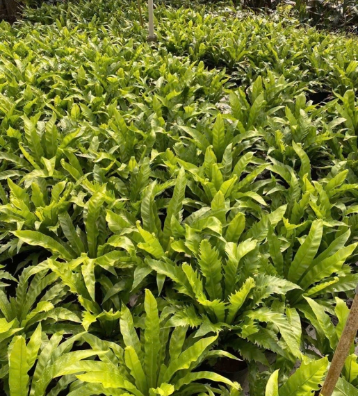 Cây Tổ quạ 