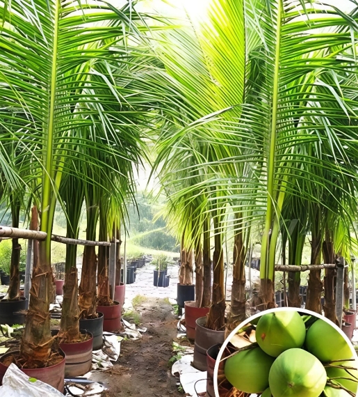  Cây Dừa Xiêm Lùn 
