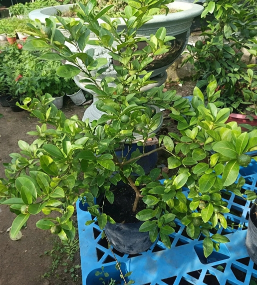 Cây Chanh Tứ Quý 