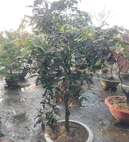Cây Nhãn Tím Trồng Chậu