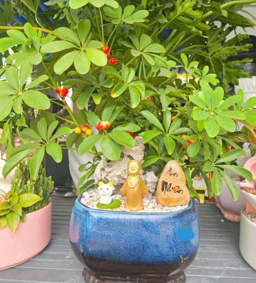 Cây Ngũ Gia Bì Mix Chậu