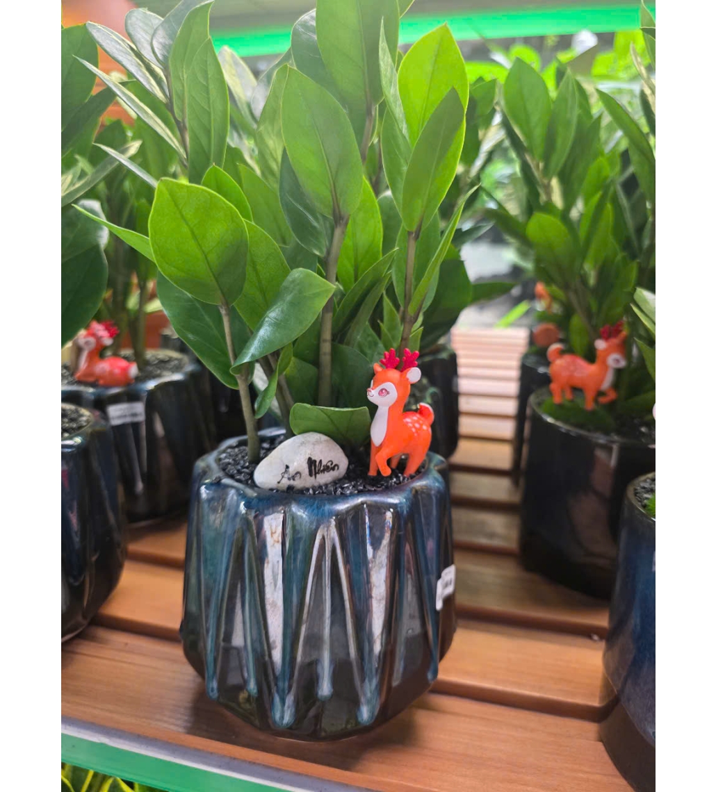 Kim Tiền MINI