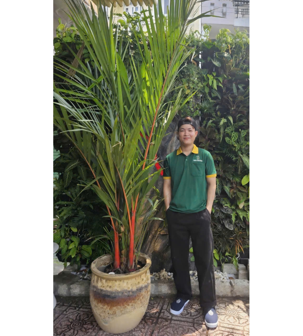 Cây Cau Đỏ