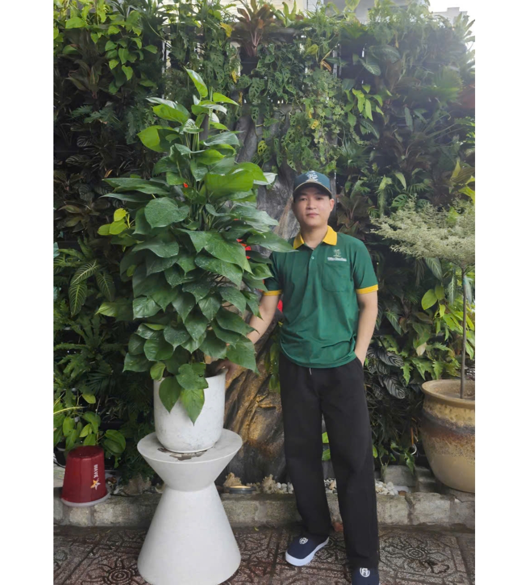 Trầu Bà Leo Cột