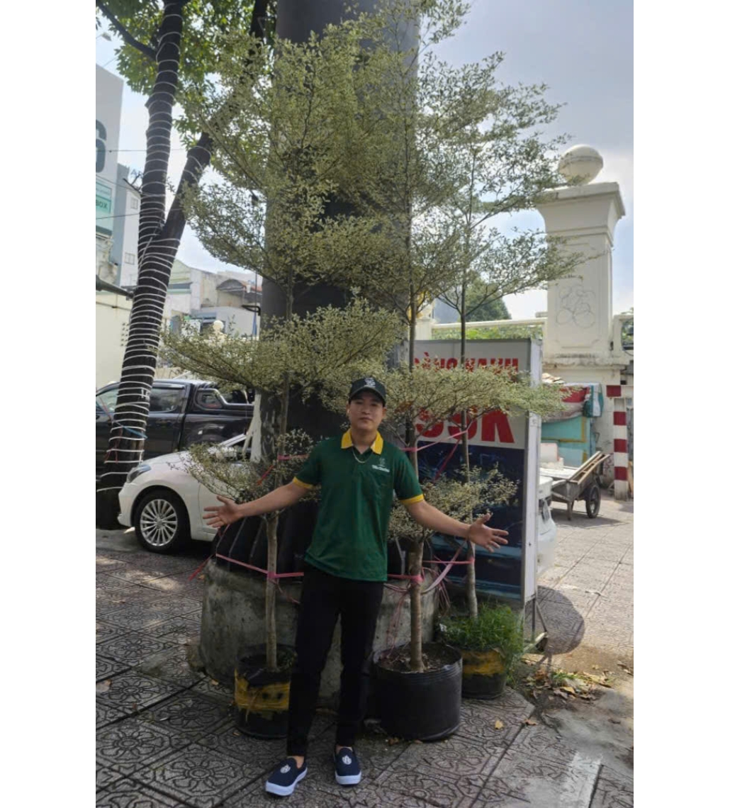 Cây Bàng Cẩm Thạch
