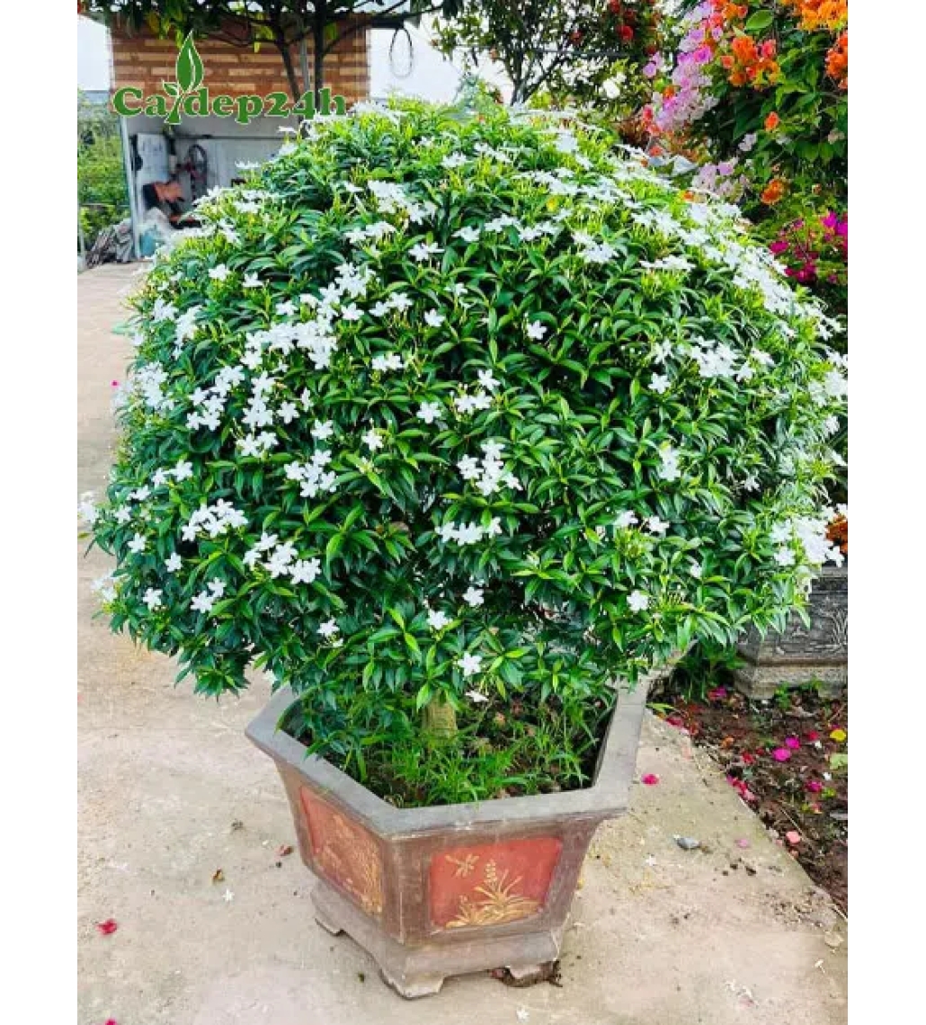 Mai Vạn Phúc