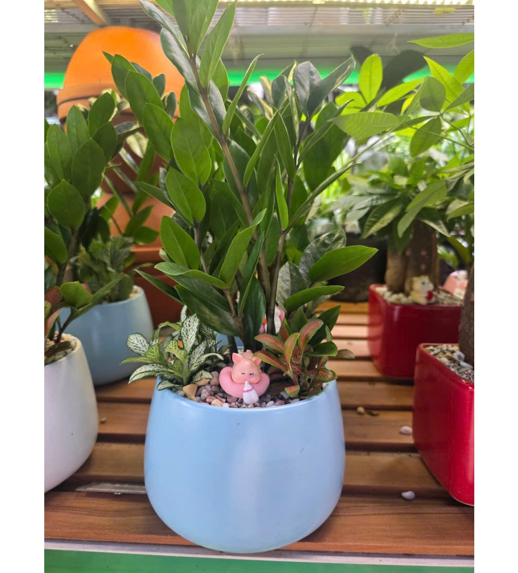 Kiêm Tiền Mini