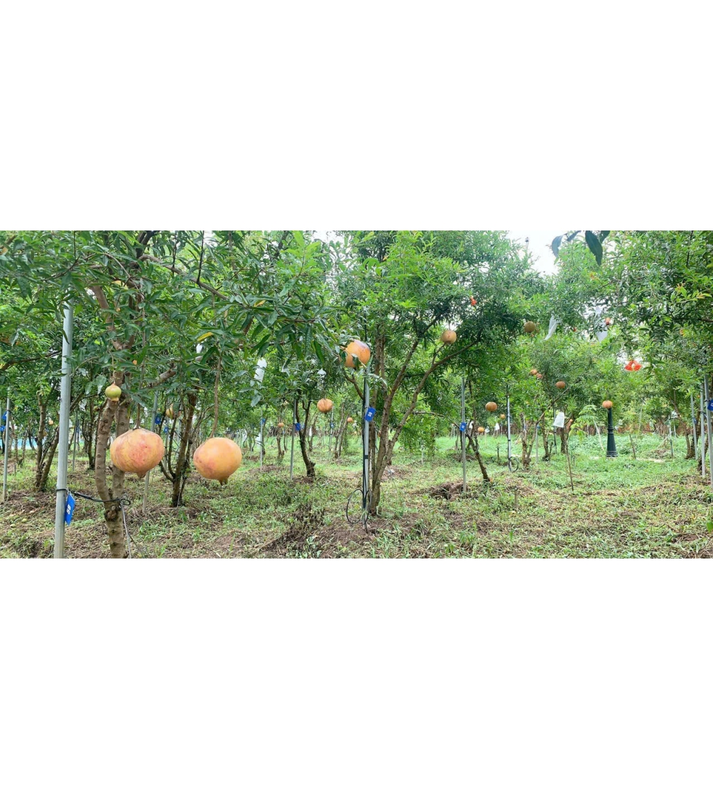 Cây Lựu ấn độ