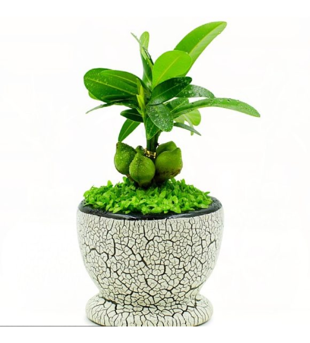Cây Tài Lộc