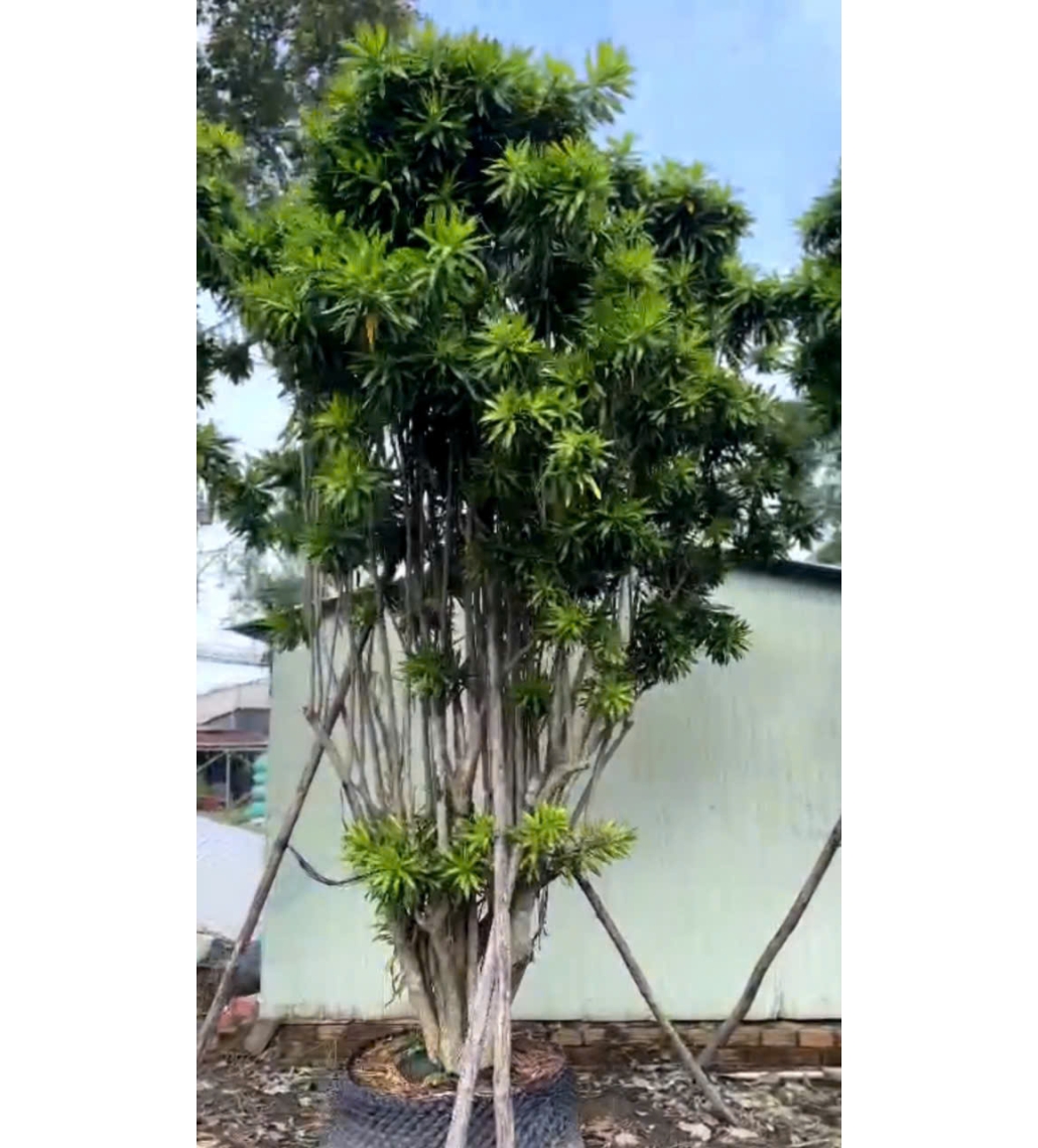 Cây Trúc Bách Hợp