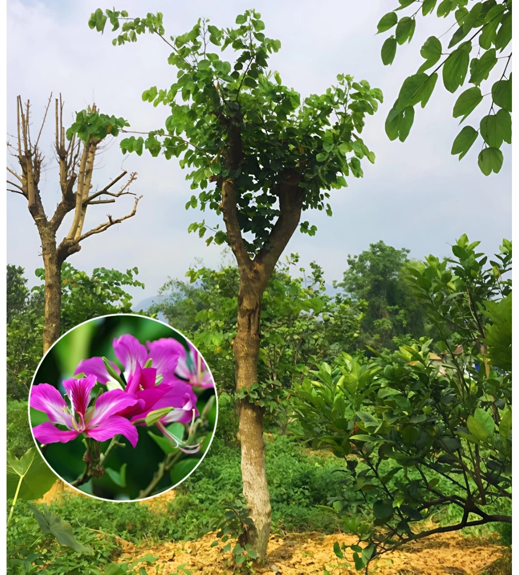Cây Móng Bò Hoa Tím 