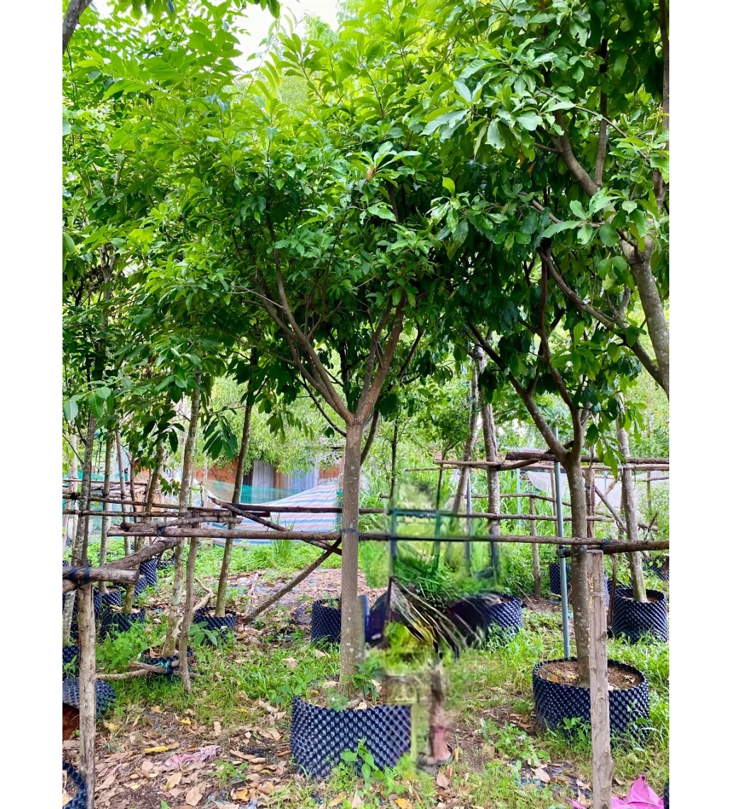 Cây Lộc Vừng Hoa Đỏ 