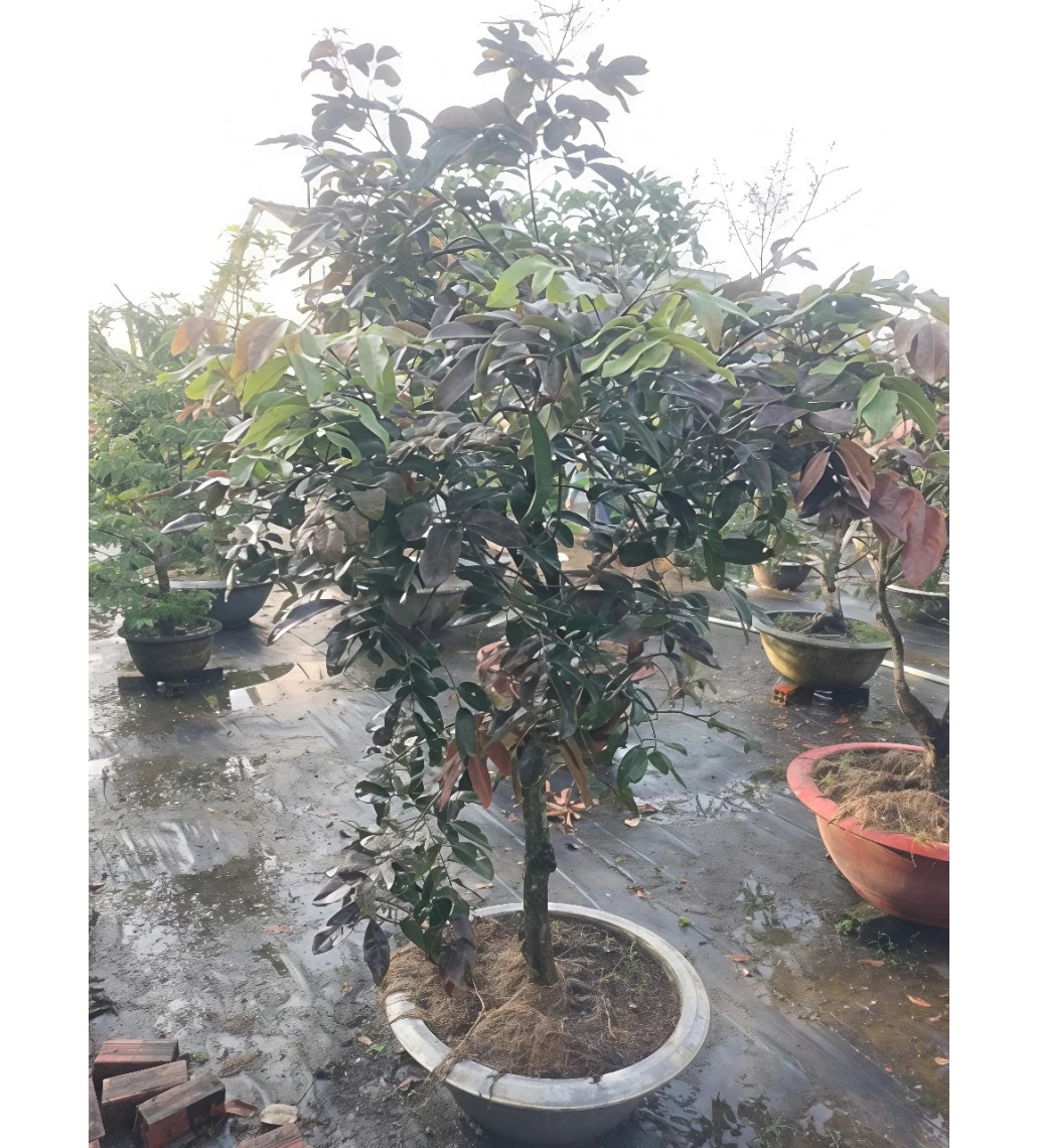 Cây Nhãn Tím Trồng Chậu