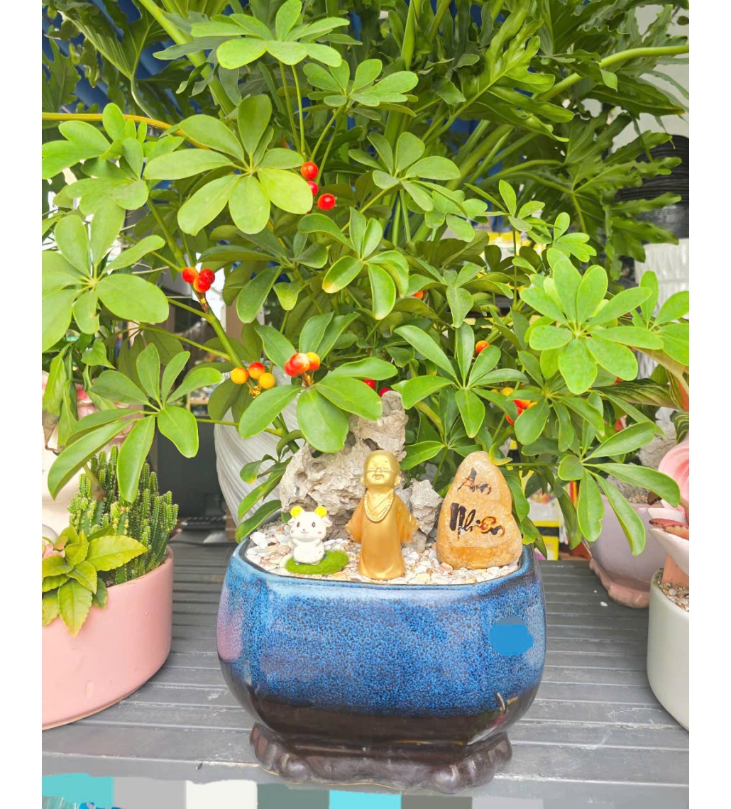 Cây Ngũ Gia Bì Mix Chậu