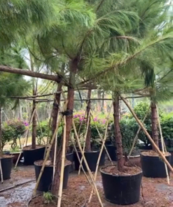 Cây Thông ba lá