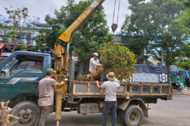 Dịch vụ chặt hạ và di dời cây xanh Win Garden