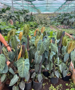 Cây Philodendron